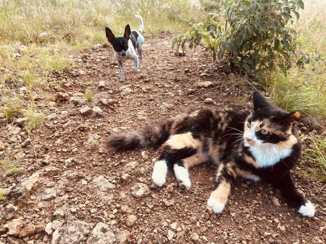 奥乔萨萨狩猎营地别墅 外观 照片